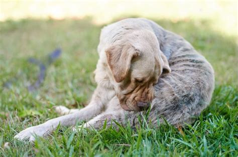 Female Dog Leaking Brown Fluid from Her Anus: Causes,。